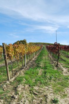 Topycal Tuscan landscape with hills, vineyards, cypresses during the autumn