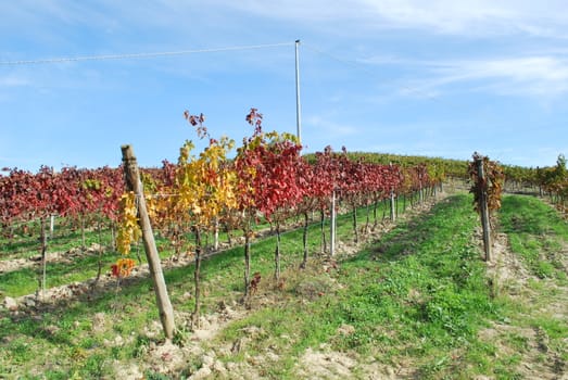 Topycal Tuscan landscape with hills, vineyards, cypresses during the autumn