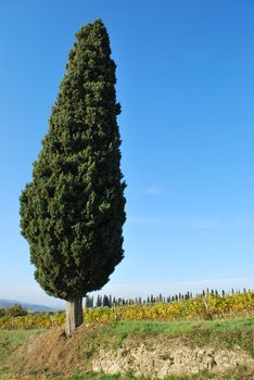 Topycal Tuscan landscape with hills, vineyards, cypresses during the autumn