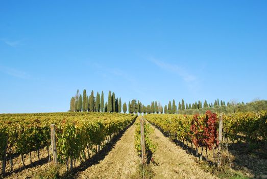 Topycal Tuscan landscape with hills, vineyards, cypresses during the autumn