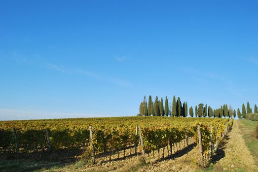 Topycal Tuscan landscape with hills, vineyards, cypresses during the autumn