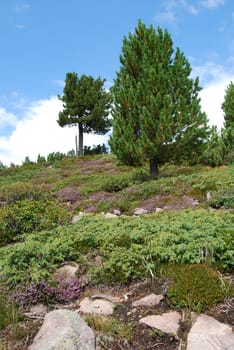 Italian Alpen landscape during summer