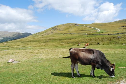 Italian Alpen landscape during summer