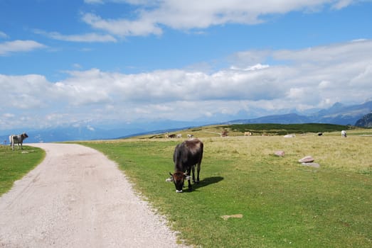 Italian Alpen landscape during summer