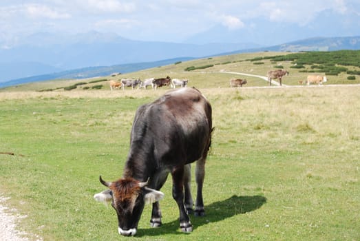 Italian Alpen landscape during summer