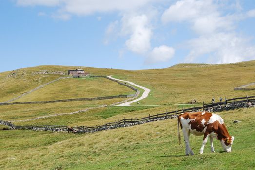 Italian Alpen landscape during summer