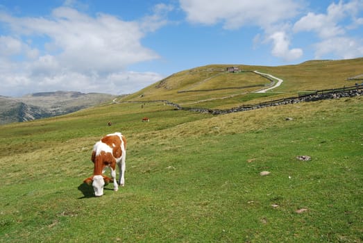 Italian Alpen landscape during summer