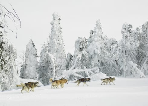 sledge dogging, Sedivacek''s long, Czech Republic