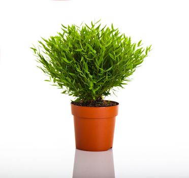 Green bamboo plant isolated on white background