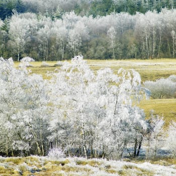 nature in winter, D�partement du Tarn, France