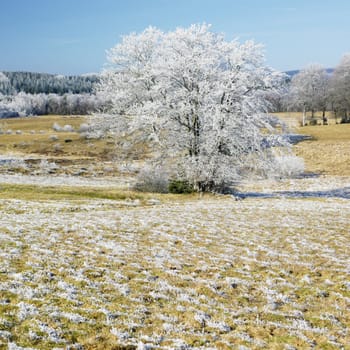 nature in winter, D�partement du Tarn, France