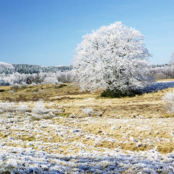 nature in winter, D�partement du Tarn, France