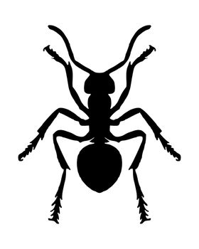 Ant