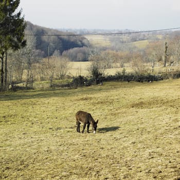 donkey, France