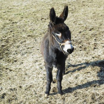 donkey, France