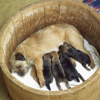 female dog with puppies (Border Terrier)