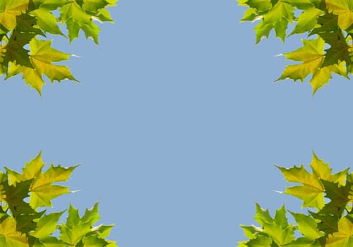 Background with sycamore leaves