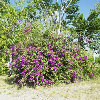 botany garden, Jardin Bot�nico de Cienfuegos, Cuba
