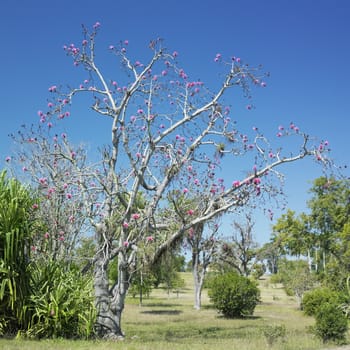 botany garden, Jardin Bot�nico de Cienfuegos, Cuba