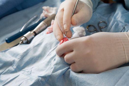 Veterinarian performing knee surgery on small dog in clinic