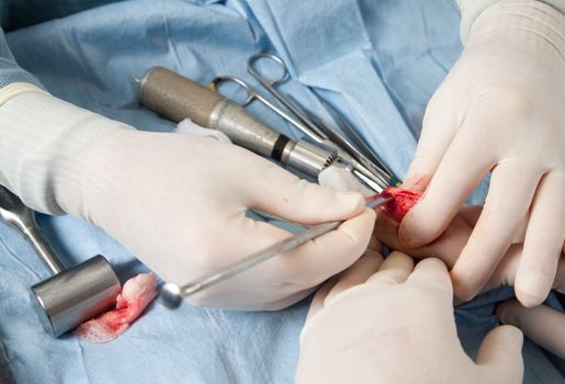 Veterinarian performing knee surgery on small dog in clinic