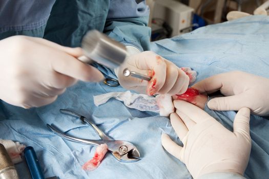 Veterinarian performing knee surgery on small dog in clinic