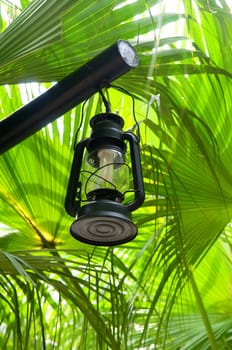 Lantern hanging in garden with lush green background
