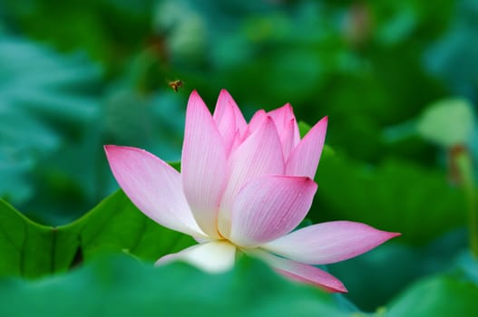 View of a blooming lotus flower over leaves