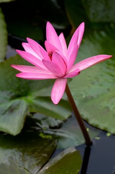 The close up (detail) of pink water lily