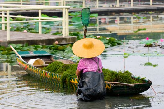 A woman with hat working in lotus pool
