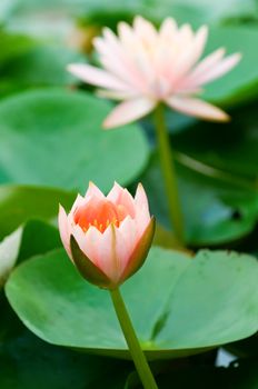 The blooming (detail) of pink water lilies over green leafs