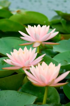 The blooming (detail) of pink water lilies over green leafs