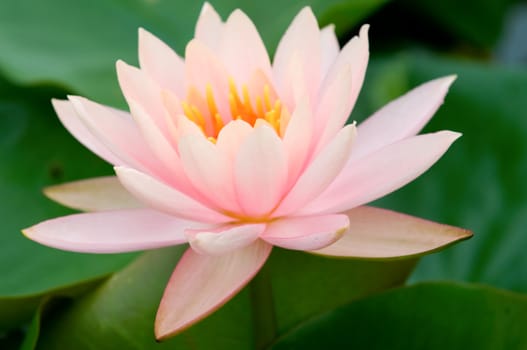 The close up (detail) of pink water lily