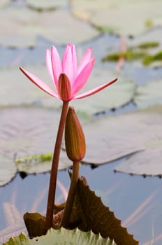 The pink water lily and bud leaning together
