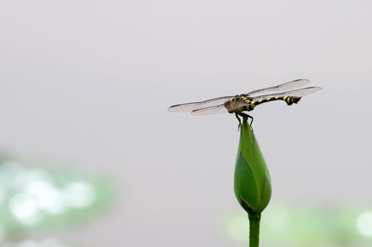 The close up of dragon fly staying on top of lotus bud