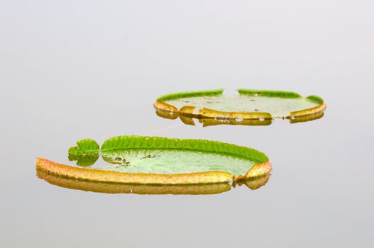 Close up of two giant lotus leafs over water