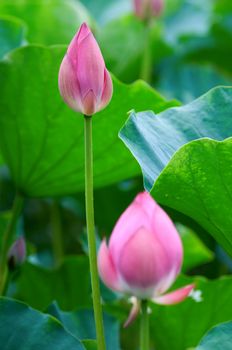 The shot of lotus leafs and the blossom