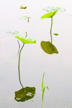 View of lotus leafs with reflection over water 
