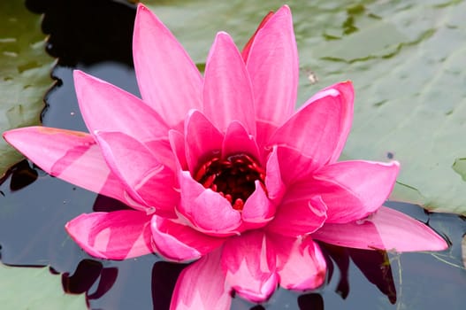 The close up (detail) of pink water lily