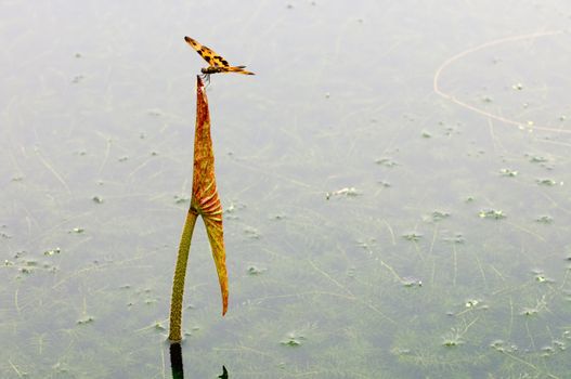 The close up of dragon fly on top of lotus leaf over water