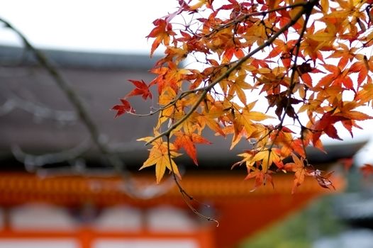 The red maple trees in japanese garden with temple background