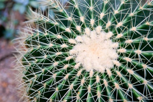 Bunch of giant cactus plants