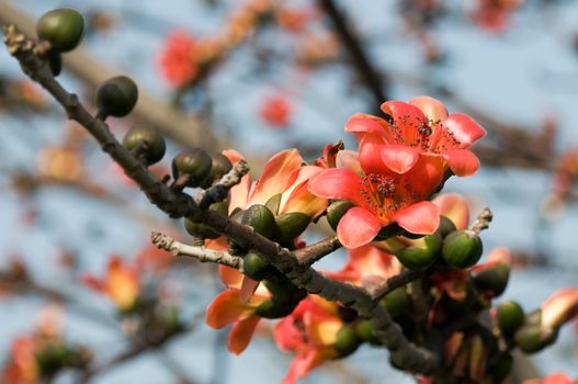 The flowers of ceiba tree, crimson kapok flowers