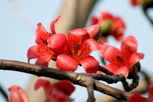 The flowers of ceiba tree, crimson kapok flowers