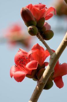 The flowers of ceiba tree, crimson kapok flowers