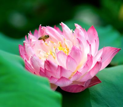 A blooming lotus flower and a bee