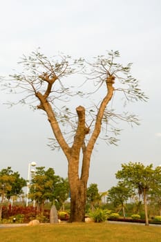 The abstract details of tree branches