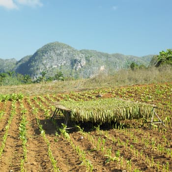 tobacco harvest, Pinar del Rio Province, Cuba