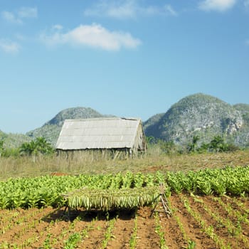 tobacco harvest, Pinar del Rio Province, Cuba