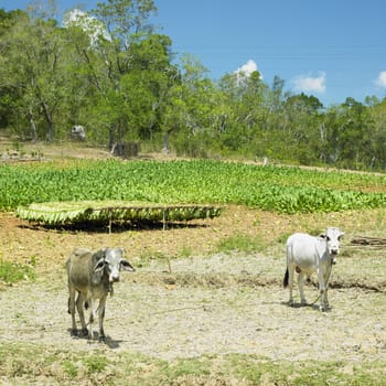 tobacco field, Pinar del Rio Province, Cuba